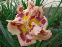 Hemerocallis Flamboyant Edges - купить с доставкой