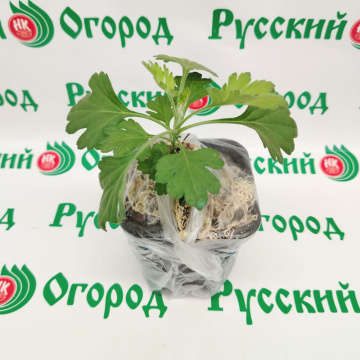 Стандарт поставки 7 Хризантема Оранжевое солнце