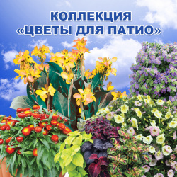 Коллекция Цветов для патио