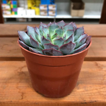 Стандарт поставки 3 Эхеверия Саммер, D-9