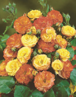 Роза штамбовая Румба - купить с доставкой