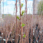 Черешня Ипуть (горшок 7л)