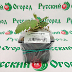 Ежевика Прайм Арк Фридом