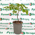 Вистерия (глициния) китайская