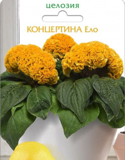 Целозия горшечная Концертина Ело