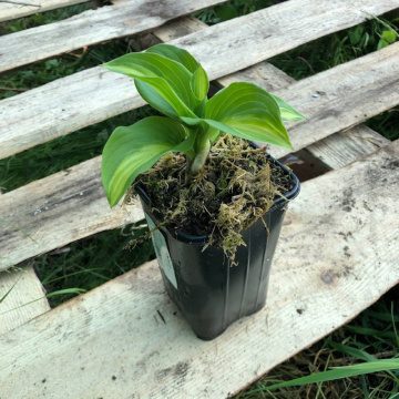 Стандарт поставки 4 Хоста Бродвей 