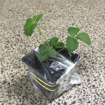 Стандарт поставки 7 Земляника Кабрилло