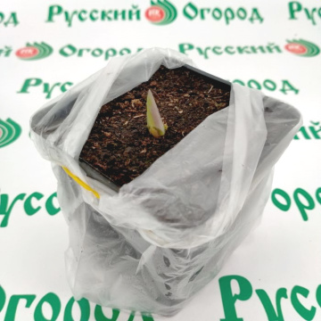 Стандарт поставки 2 Хоста Майти Маус (горшок 2л)