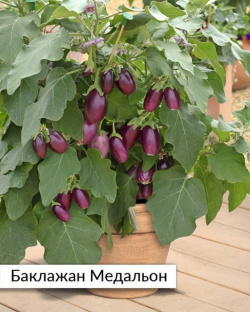Баклажан Медальон