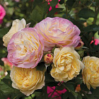 Роза Фести Лайф