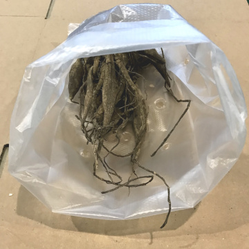 Стандарт поставки 14 Георгина Кельвин Флудлайт