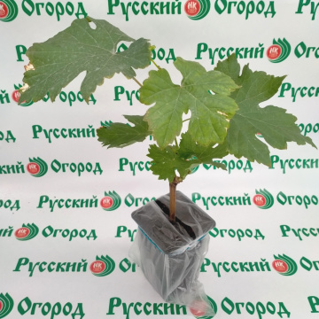 Стандарт поставки 4 Виноград Кишмиш Велес
