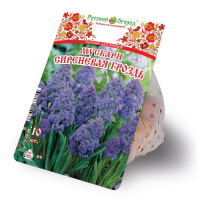 Мускари Сиреневая гроздь - купить с доставкой