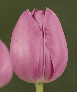 Тюльпан Боккерини