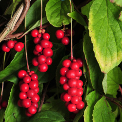 Schisandra chinensis (hrnec 2l)