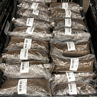 Василистник Делавая