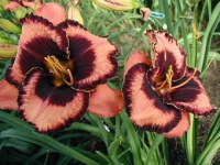 Hemerocallis Eyes on the Prize - купить с доставкой