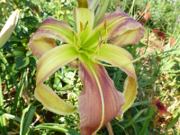 Hemerocallis Wildest Dreams - купить с доставкой