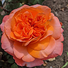Роза Рене Госсини (горшок 2л)