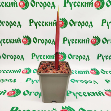 Стандарт поставки 11 Гладиолусы в ассортименте (горшок Р9)
