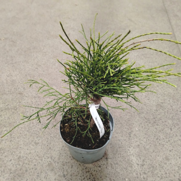 Стандарт поставки 6 Туя западная Филиформис (горшок 2л)