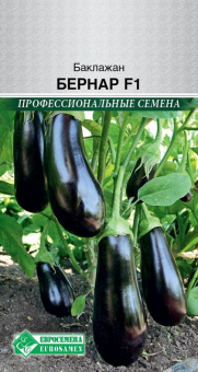 Баклажан Бернар F1