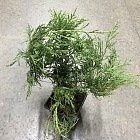 Можжевельник средний Голд Коаст