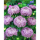 Светло-фиолетовый