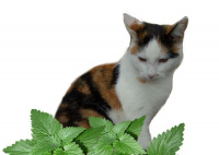 Котовник Кошачий бархат - купить с доставкой