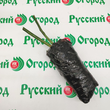 Стандарт поставки 8 Роза Сатин (горшок 2л)