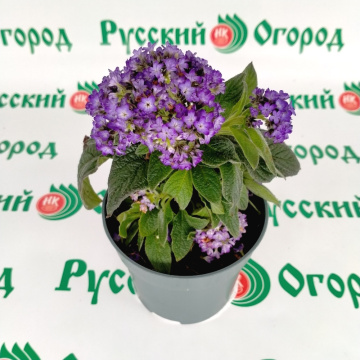 Стандарт поставки 3 Гелиотроп