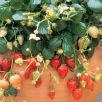 Земляника Искушение - купить с доставкой