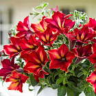 Петуния Крейзитуния Мандевиль