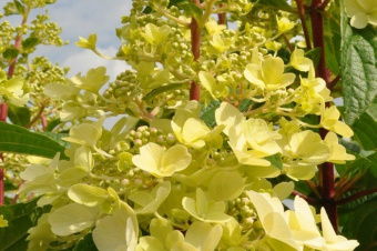 Hydrangea paniculata Světlo svíček