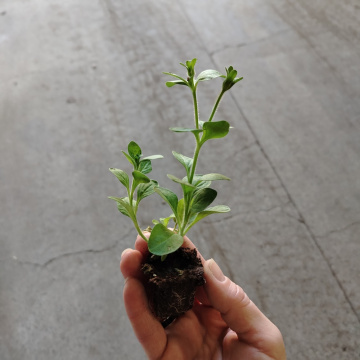 Стандарт поставки 2 Петуния Каскадиас Рим Черри Импрувд