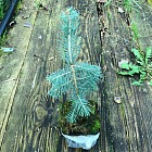 Ель колючая Роял Блю