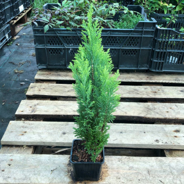 Стандарт поставки 5 Кипарисовик Лавсона Элвудс Голд