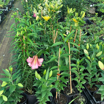 Стандарт поставки 11 Лилия Мисс Пекулиар