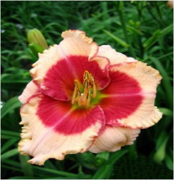 Hemerocallis Just like Candy - купить с доставкой