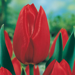 Tulipán Moskva