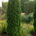 Туя западная Колумна