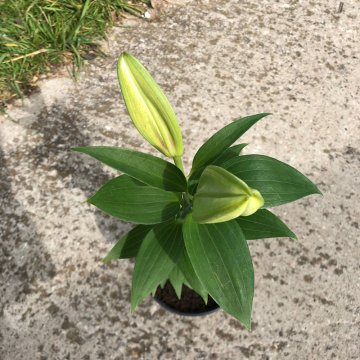 Стандарт поставки 17 Лилия Мисс Пекулиар