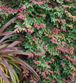 Loropetalum Dybreck Flame