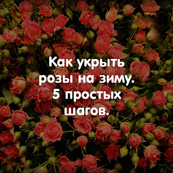 Как укрыть розы на зиму. 5 простых шагов