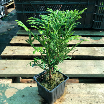 Стандарт поставки 2 Туевик поникающий Вариегата