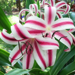 Crinum Shinto Alpha