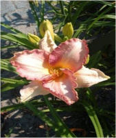 Hemerocallis Lonely Heart - купить с доставкой