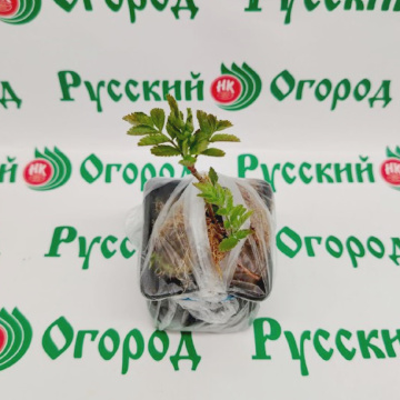 Стандарт поставки 6 Рябина Бриллиант
