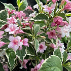 Вейгела Санни Фэнтази