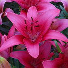 Лилия Пинк Каунти